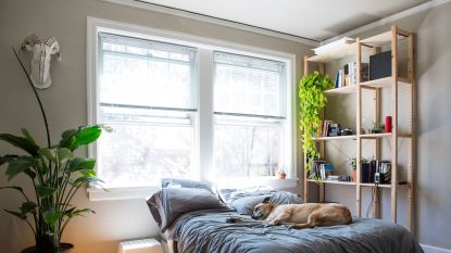 Apartment bedroom with big open windows and dog on boho styled bed